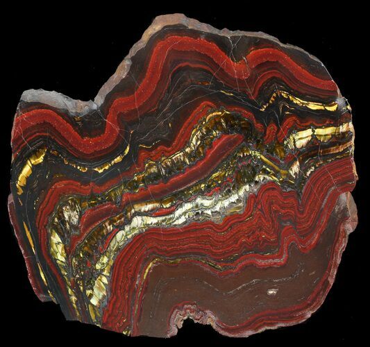 Polished Tiger Iron Stromatolite - ( Billion Years) #46809